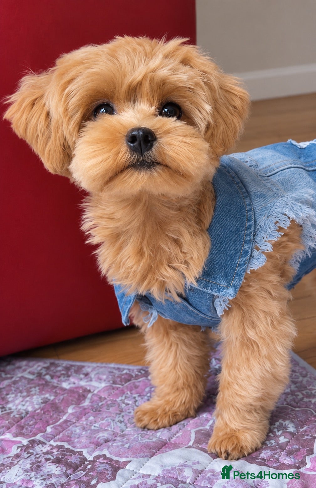 Maltipoo dogs Asian/Korean Maltipoo. DNA tested parents. - Advert 2