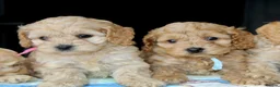 Cockapoo dogs for sale: ✨💥 Absolutly stunning Cockerpoo pups ready soon✨ - Advert 10