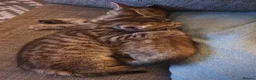 Mixed Breed cats for sale: 3 little boys  - Advert 14