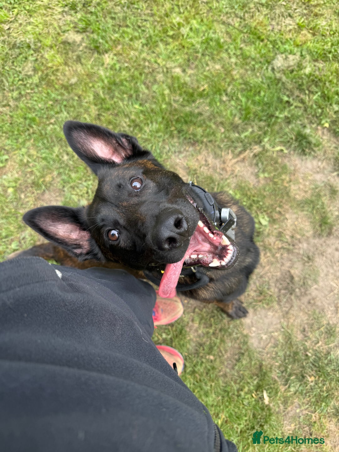 Belgian Shepherd Dog dogs for sale: Dutch shepherd x Belgium malli Protection dog  - Advert 4