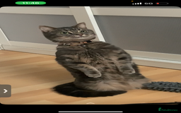 Domestic Shorthair cats for sale: 🐾 Loving Home for Milo🐾 (w automatic litterbox)  - Image 5