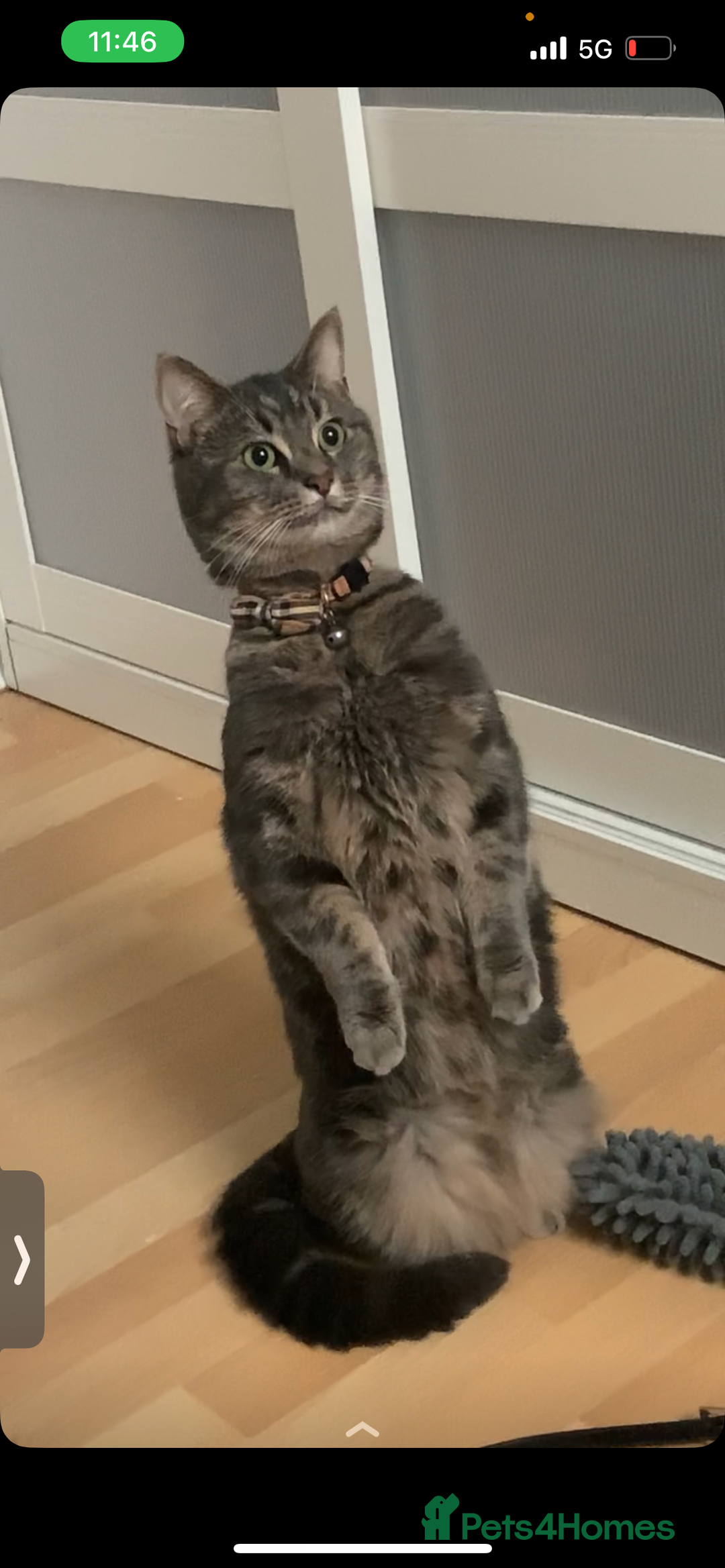 Domestic Shorthair cats for sale: 🐾 Loving Home for Milo🐾 (w automatic litterbox)  - Image 5