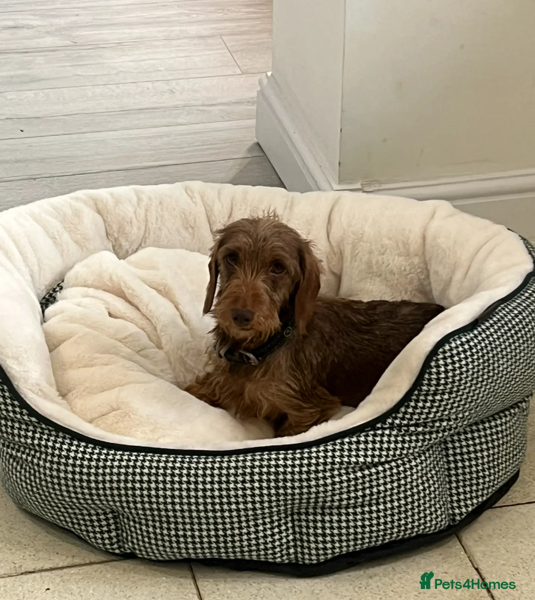 Dachshund dogs for sale: 1 available Kc miniature wire hair dachshunds  - Advert 5