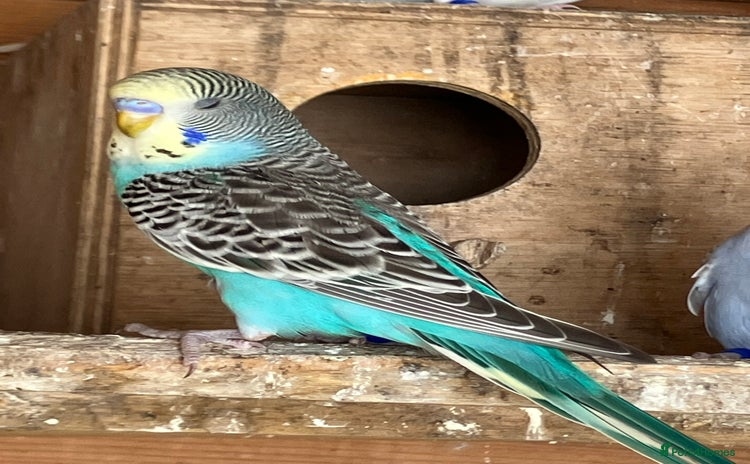 Budgerigars birds - Advert 3