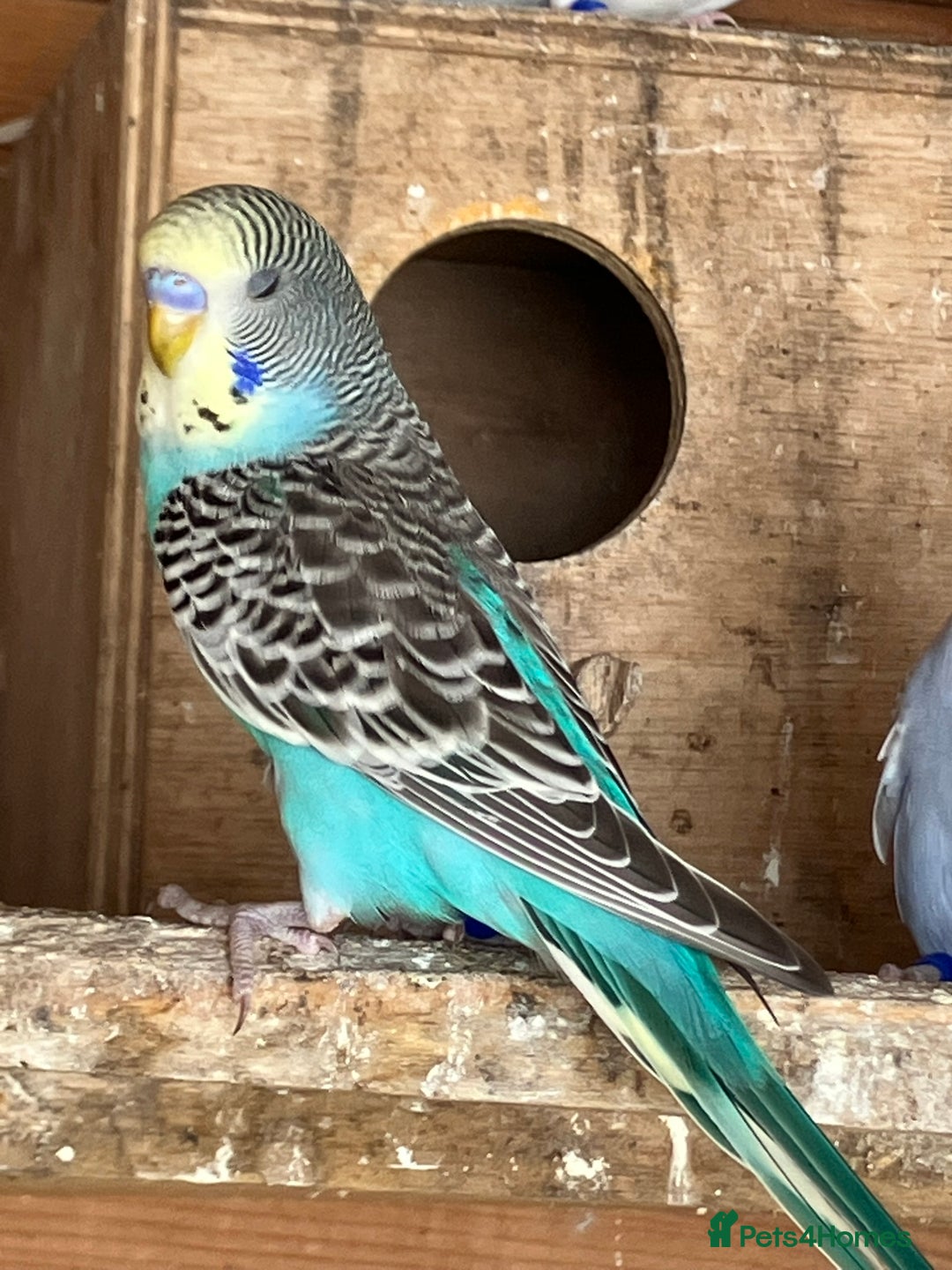 Budgerigars birds for sale: Aviary bred budgies for sale . - Image 1