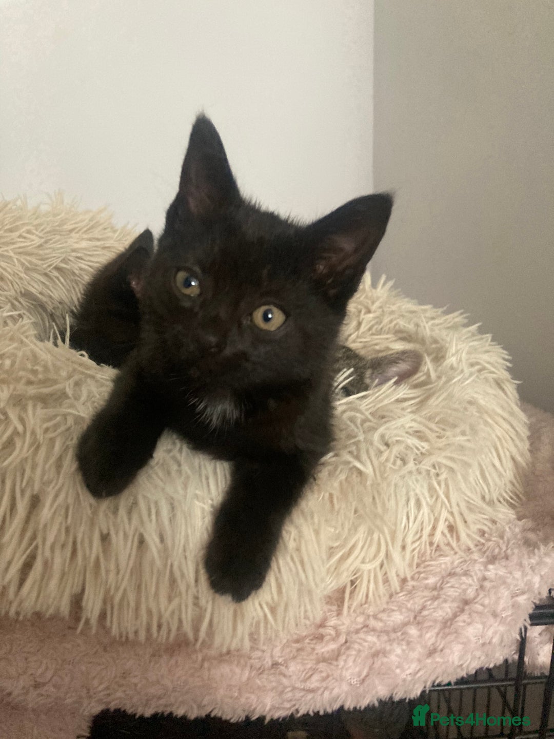 Mixed Breed cats for sale: Kittens for Sale - Image 12
