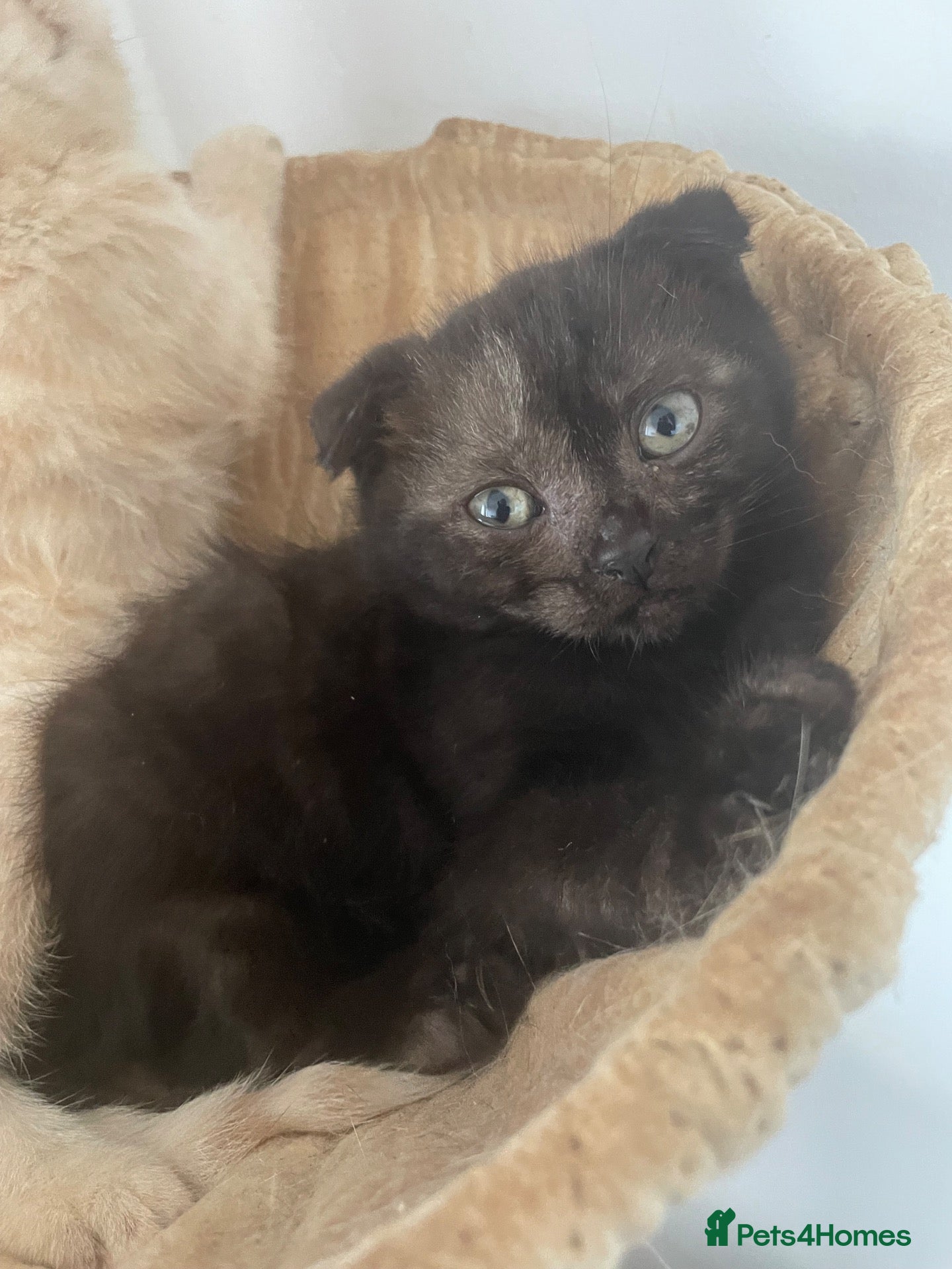 Scottish Fold cats Scottish fold kitten for sale  - Advert 1