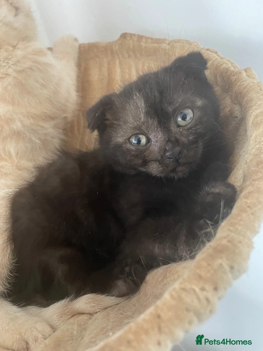 Scottish Fold cats for sale: Scottish fold kitten for sale  - Advert 1
