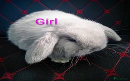 Mini Lop rabbits for sale: Beautiful Mini Lop Bunnies available  - Image 11