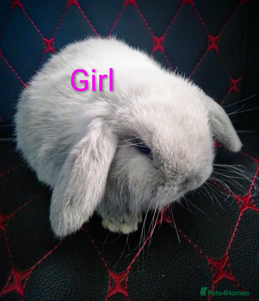 Mini Lop rabbits for sale: Beautiful Mini Lop Bunnies available  - Image 11