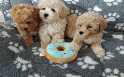 Maltipoo dogs for sale:  Maltipoo puppies  mix litter - Image 2