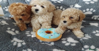 Maltipoo dogs - Advert 11