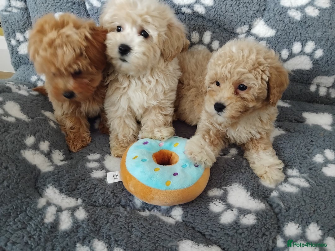 Maltipoo dogs for sale:  Maltipoo puppies  mix litter - Image 2
