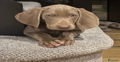 Weimaraner dogs - Advert 5