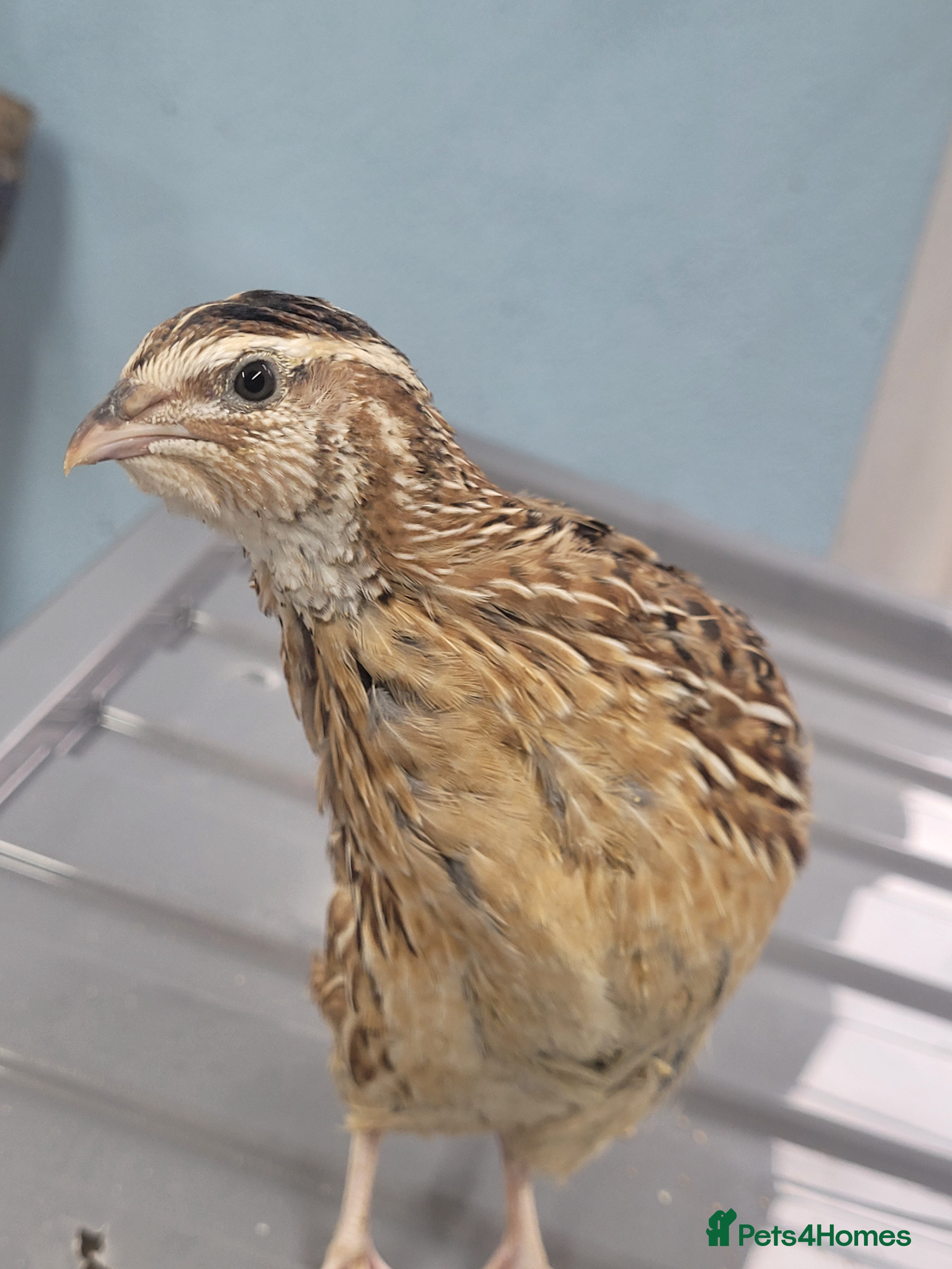 Quail poultry Quail chicks - Advert 5