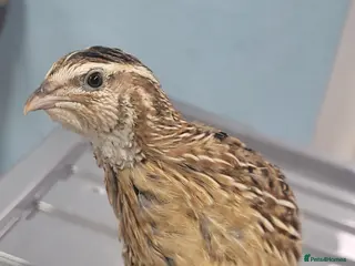 Quail poultry Quail chicks - Advert 5