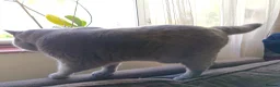 British Shorthair cats for stud: Blue British Shorthair stud, GCCF active - Advert 8