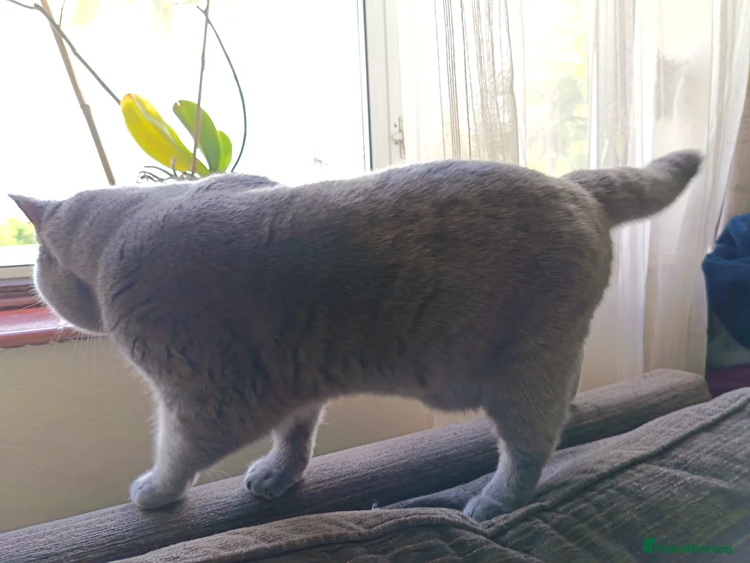 British Shorthair cats for stud: Blue British Shorthair stud, GCCF active - Advert 8