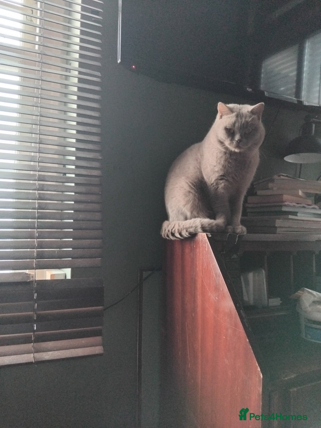 British Shorthair cats for sale: Beautiful British Shorthair kittens - Image 29