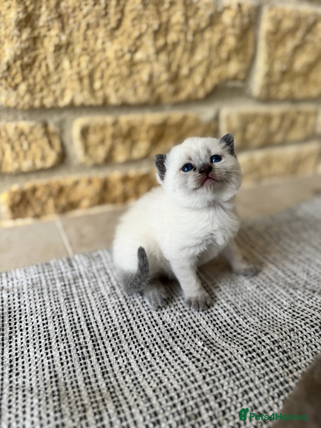 British Shorthair cats for sale: PEDIGREE BRITISH SHORTHAIR KITTENS COLOURPOINT - Image 15