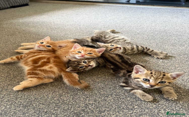 Mixed Breed cats - Advert 6