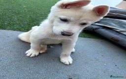 Akita dogs for sale: Beautiful Akita girl puppy for sale  - Image 5