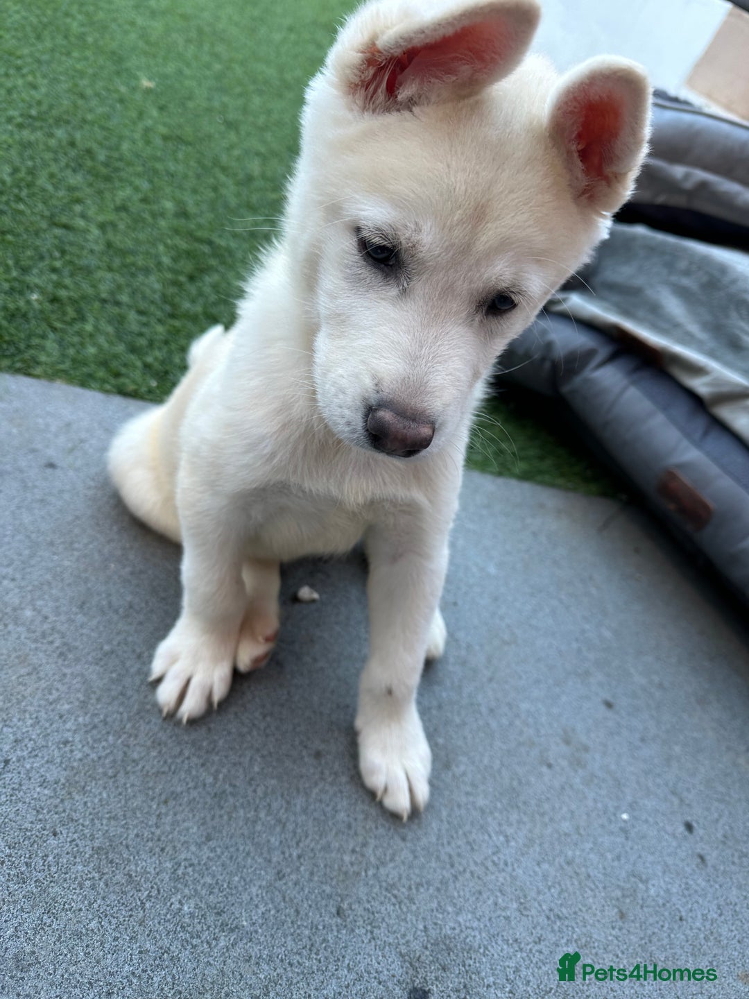 Akita dogs for sale: Beautiful Akita girl puppy for sale  - Image 5