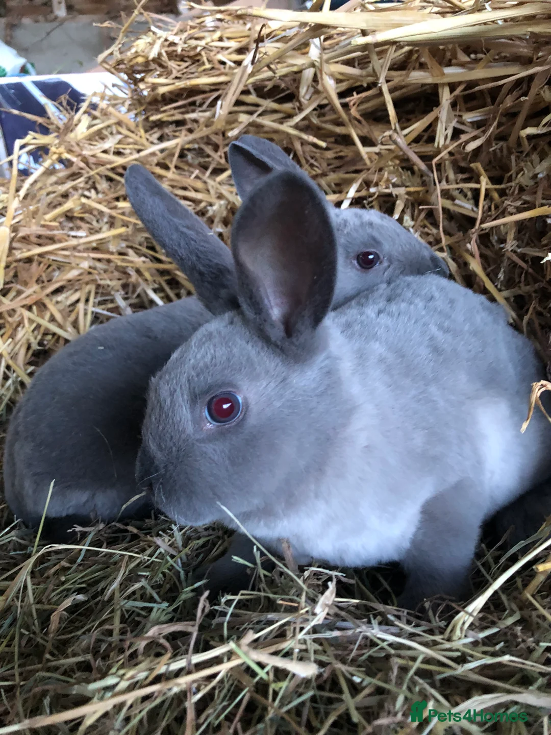 Rex rabbits for sale: Beautiful purebred velvet mini Rex rabbits 🐰🌿 - Advert 7