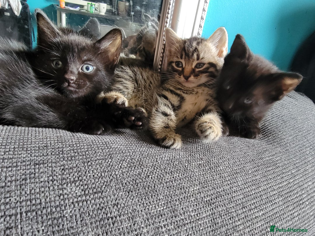 Mixed Breed cats for sale: 5 Beautiful kitten for sale - Image 8
