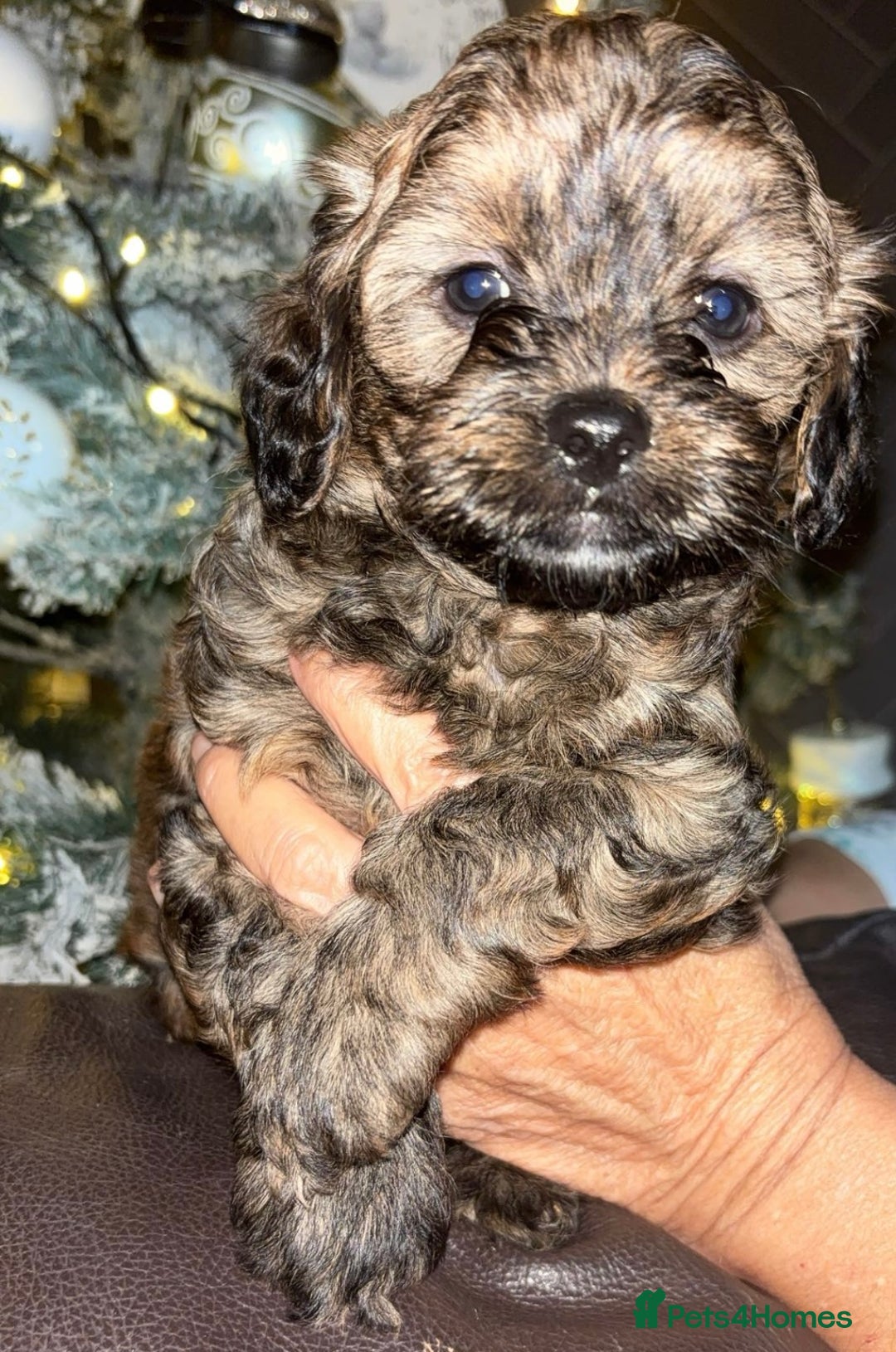Shihpoo dogs for sale: beautiful Shihpoos looking for their forever homes - Advert 3