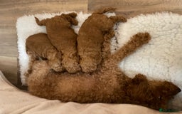 Miniature Poodle dogs for sale: 1 reserved 2 remaining ready 15th October  - Image 8