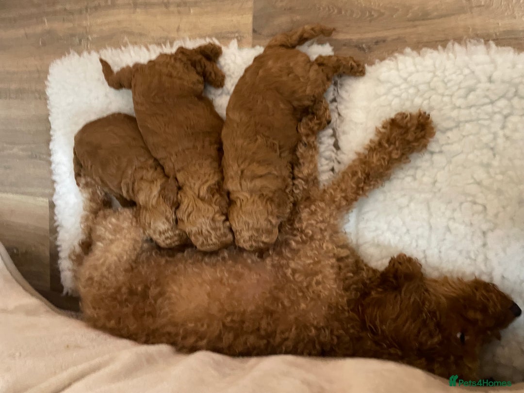 Miniature Poodle dogs for sale: 1 reserved 2 remaining ready 15th October  - Image 8