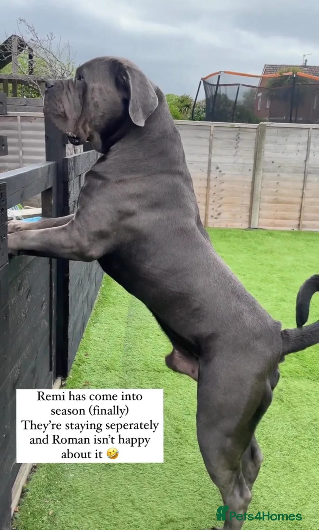 Boerboel dogs for stud: Imperial Health Tested & Champion Stud in Eastleigh - Advert 10