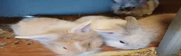 Lionhead rabbits for sale: Loinheads  - Advert 3