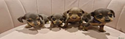 Miniature Dachshund dogs for sale: Daxie pups available 2 boys 2 girls - Advert 3
