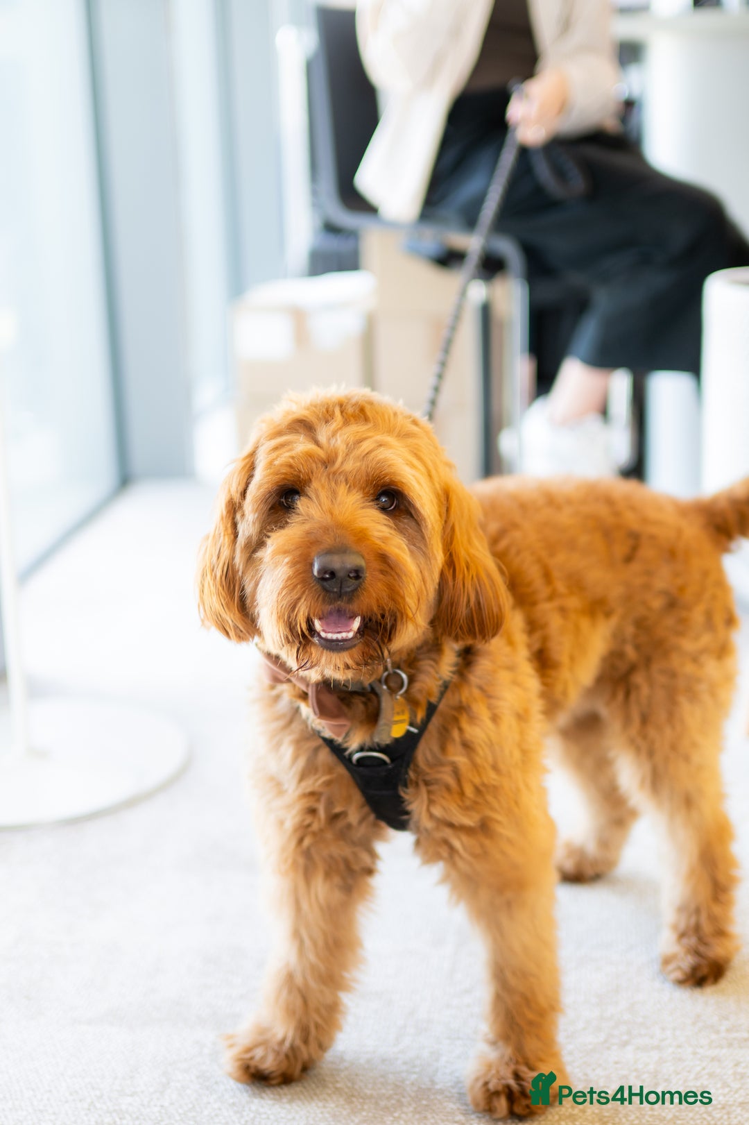 Australian Labradoodle dogs for stud: Australian Labradoodle Stud – Excellent Bloodlines - Image 24