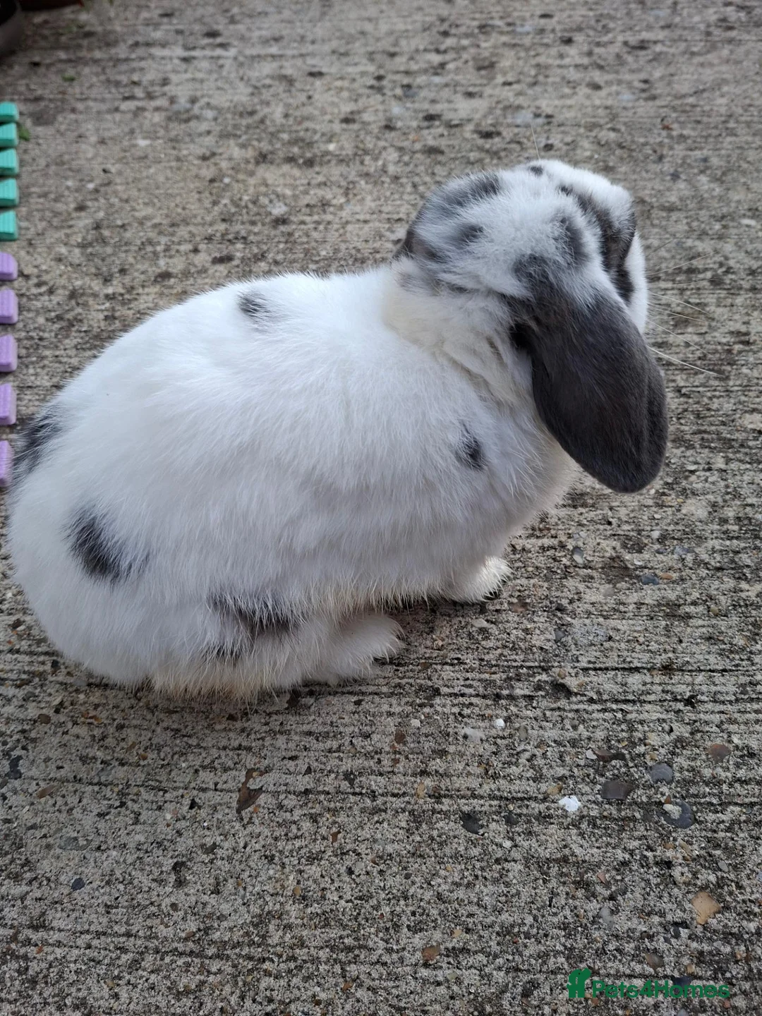 English Lop rabbits for sale: Robbie Rabbit Male Rabbit Lop...very calm. in Brentwood - Advert 2