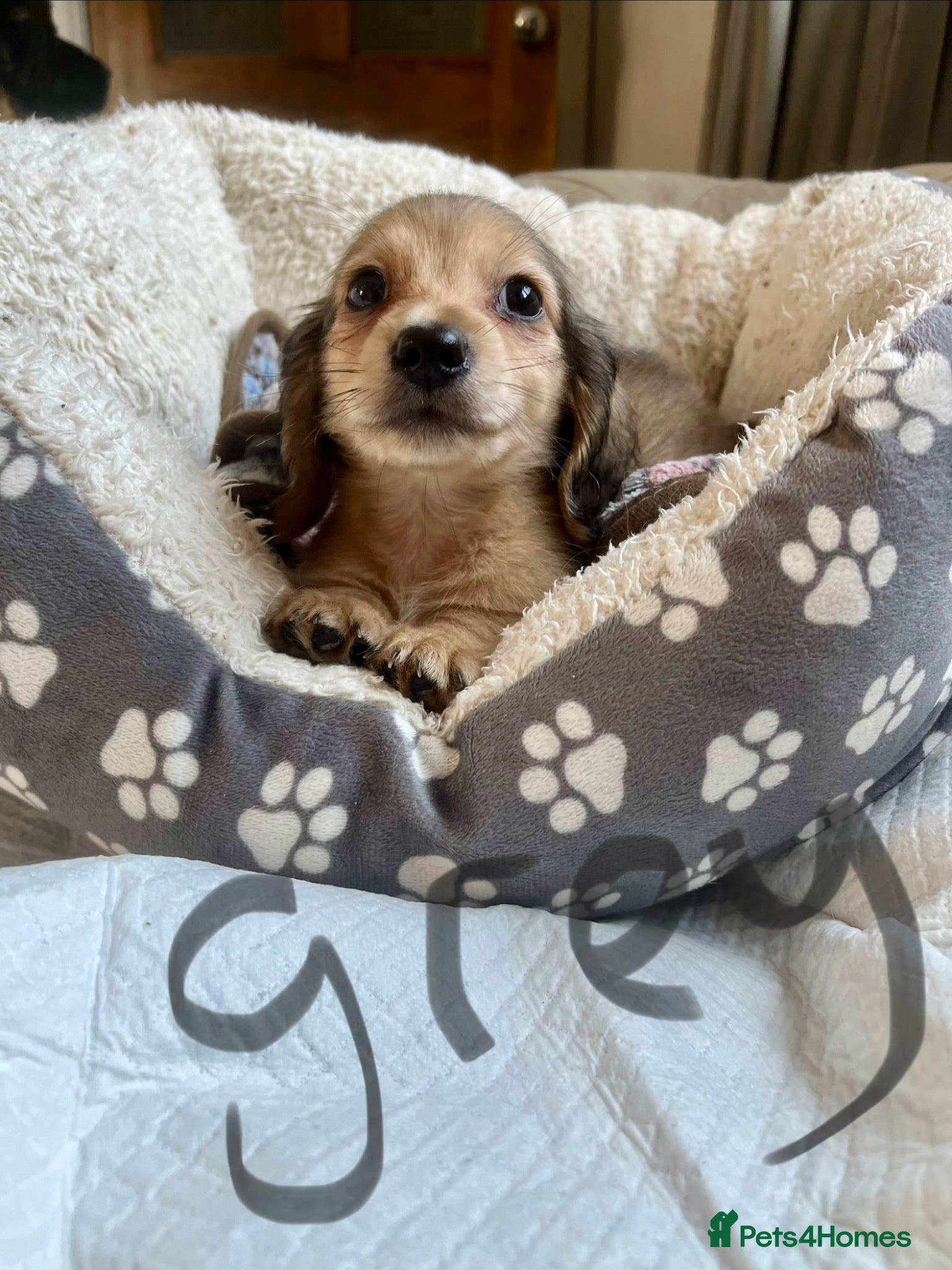 Dachshund dogs Long haired Dachshunds puppies for sale * 2 left* - Advert 19