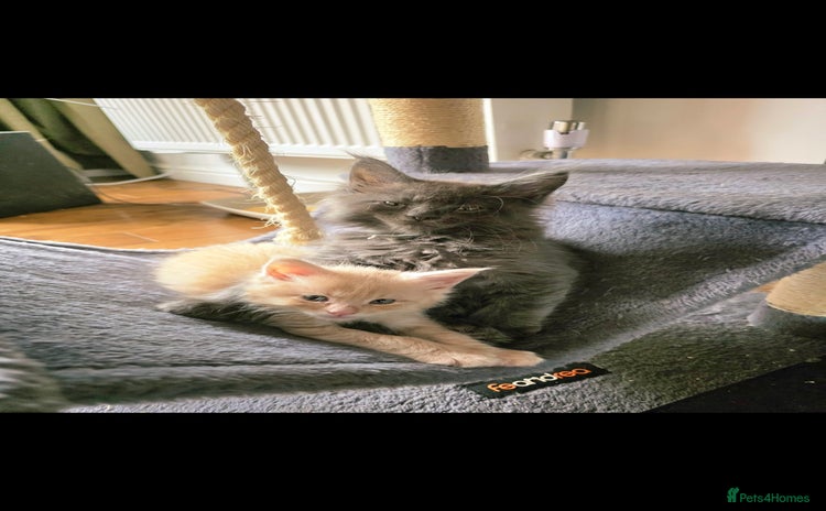 Maine Coon cats - Advert 1