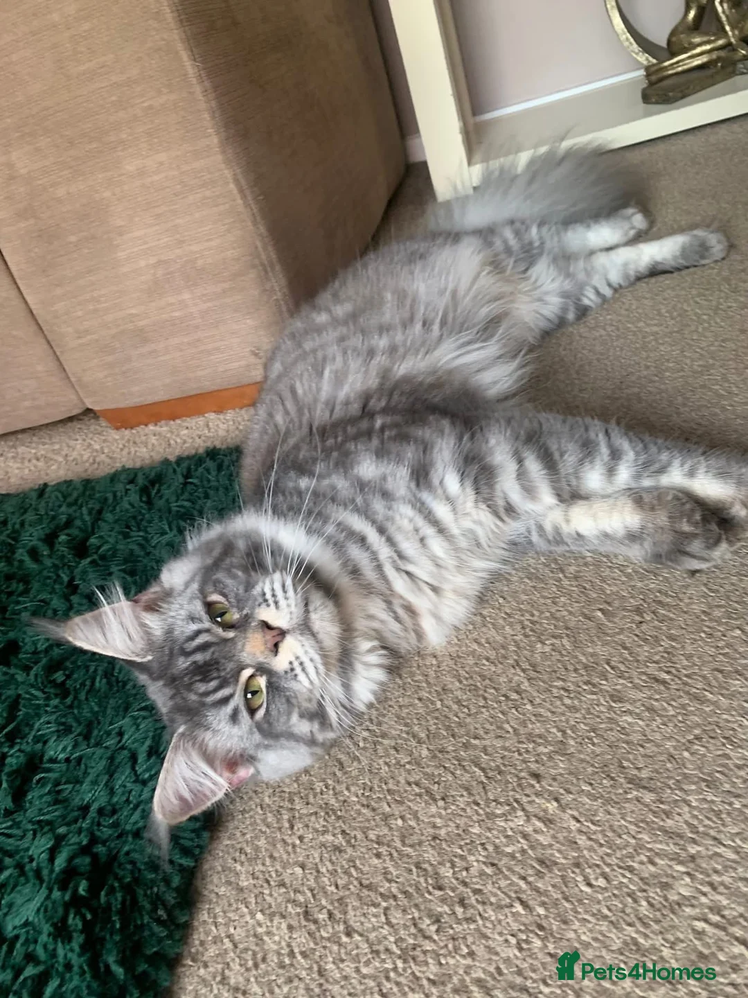 Maine Coon cats for sale: ACTIVE registered Blue Silver Tabby Stud Boy - Advert 2