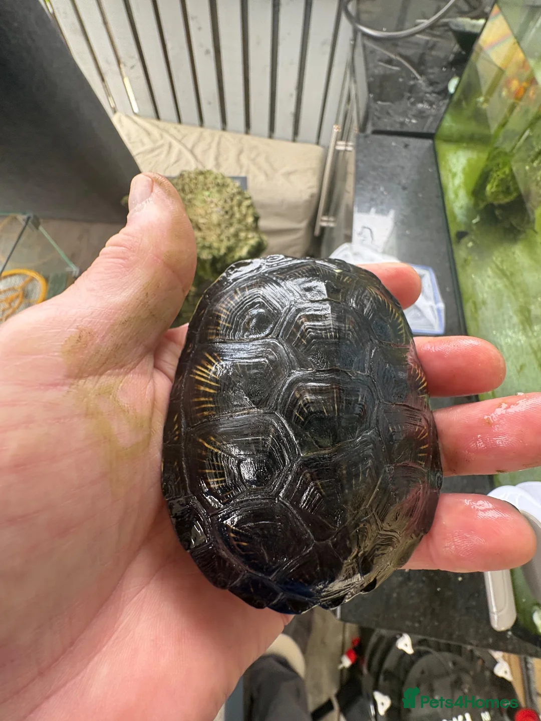 Turtle reptiles for sale: European turtles  in Livingston - Advert 1