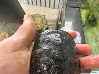 Turtle reptiles European turtles - Advert 1