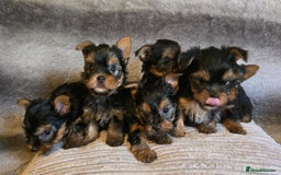 Yorkshire Terrier dogs for sale: Miniature Pedigree Yorkshire Terrier Puppies - Image 2