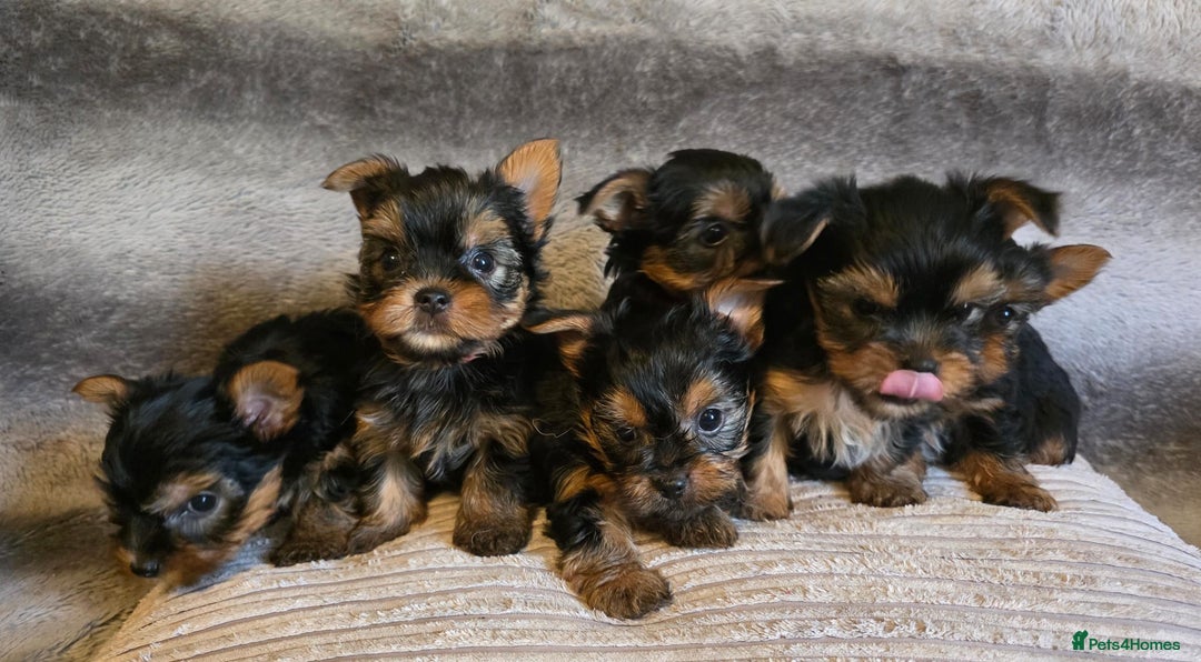 Yorkshire Terrier dogs for sale: Miniature Pedigree Yorkshire Terrier Puppies - Image 2