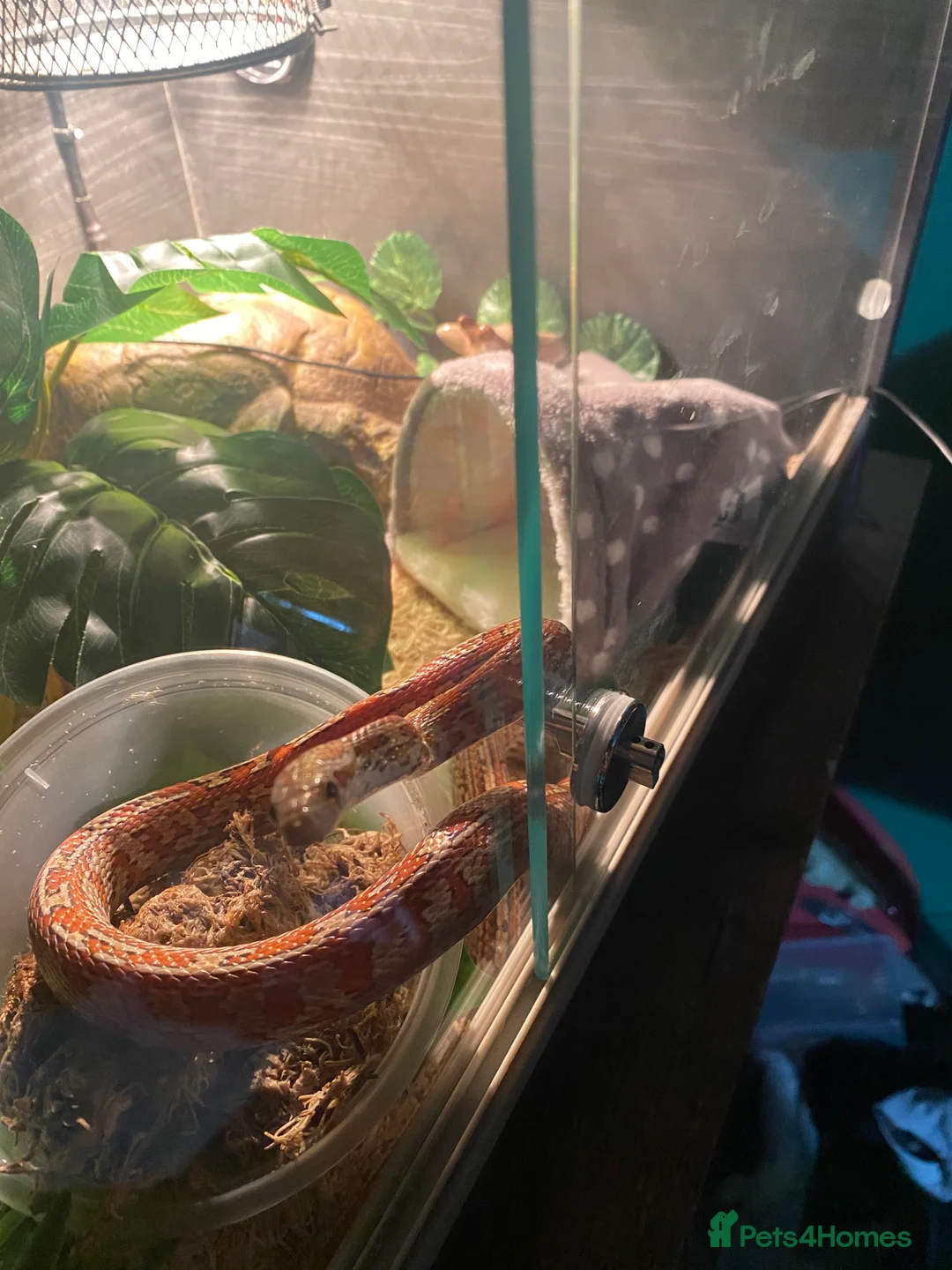 Corn Snake reptiles for sale: Corn snake and tank - Advert 5