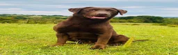 Labrador Retriever dogs for sale: Chocolate Labrador puppies - Advert 6