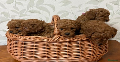Toy Poodle dogs - Advert 8