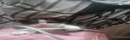 Mixed Breed cats for sale: Two litters of 9 kittens in Huddersfield - Advert 26