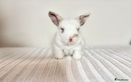 Angora rabbits for sale: Fully Vaccinated Pedigree English Angoras  - Image 22