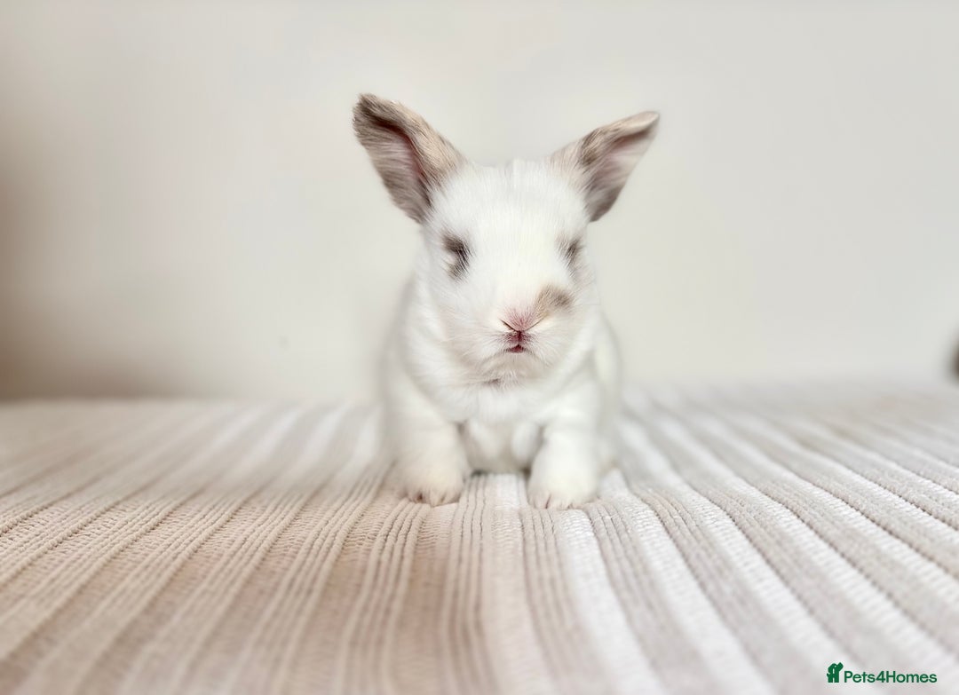 Angora rabbits for sale: Fully Vaccinated Pedigree English Angoras  - Image 22